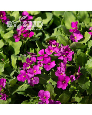 Arabis caucasica Catwalk Pink (graines enrobées)
