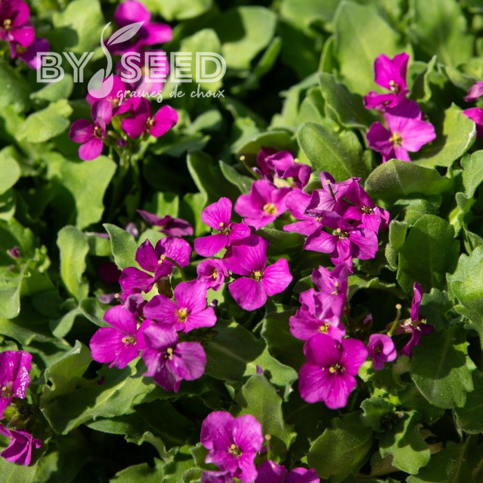 Arabis caucasica Catwalk Pink (graines enrobées)