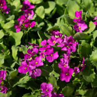 Arabis caucasica Catwalk Pink (graines enrobées)
