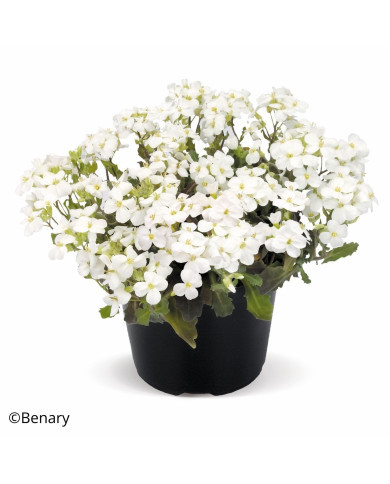 Arabis caucasica Catwalk White (graines enrobées)