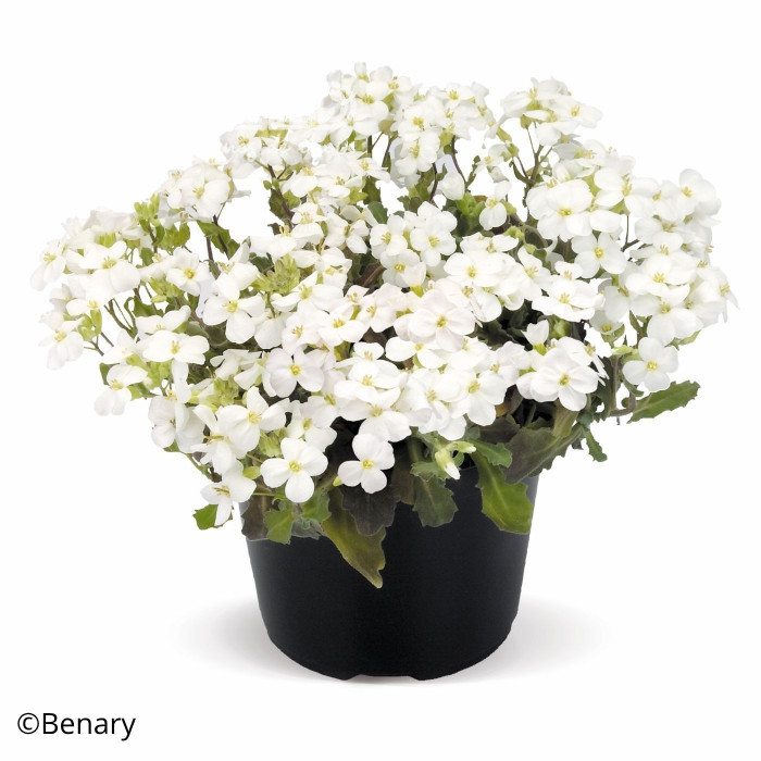 Arabis caucasica Catwalk White (graines enrobées)