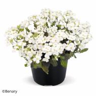 Arabis caucasica Catwalk White (graines enrobées)