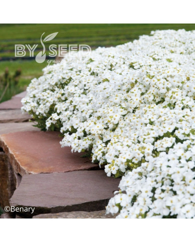 Arabis caucasica Catwalk White (graines enrobées)
