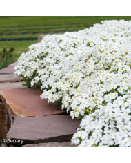 Arabis caucasica Catwalk Pink (graines enrobées)
