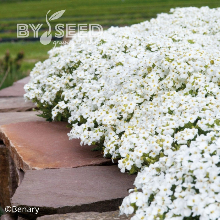 Arabis caucasica Catwalk White (graines enrobées)