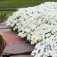 Arabis caucasica Catwalk White (graines enrobées)