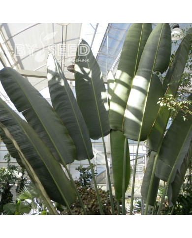 Arbre-du-voyageur - Ravenala madagascarensis