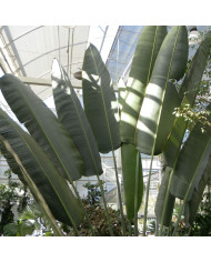 Ricin New Zealand Purple