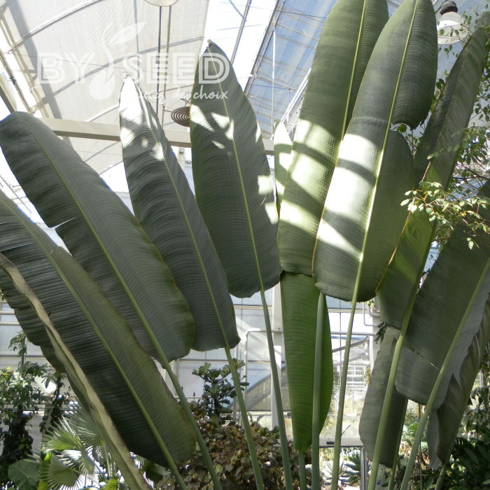 Arbre-du-voyageur - Ravenala madagascarensis