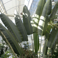 Arbre-du-voyageur - Ravenala madagascarensis