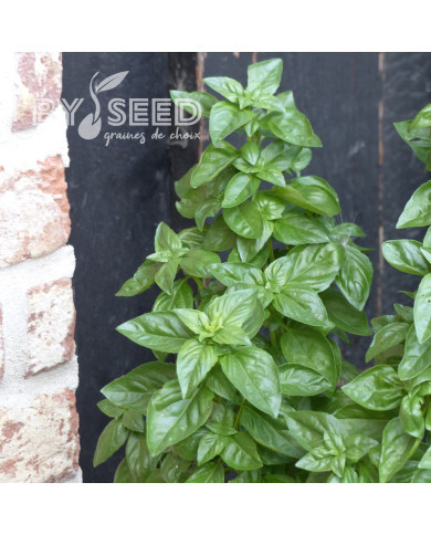 Basilic Everleaf® Emerald Tower