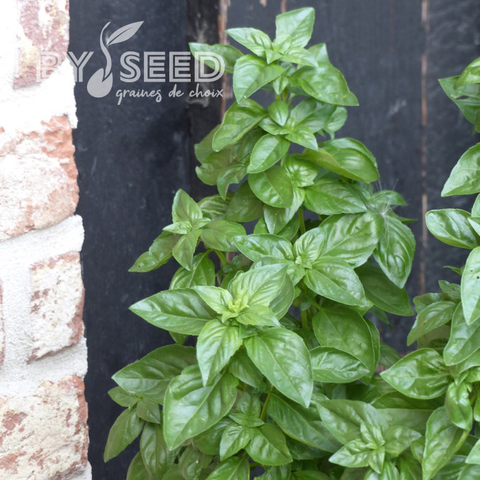 Basilic Everleaf® Emerald Tower