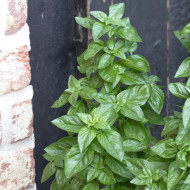 Basilic Everleaf® Emerald Tower