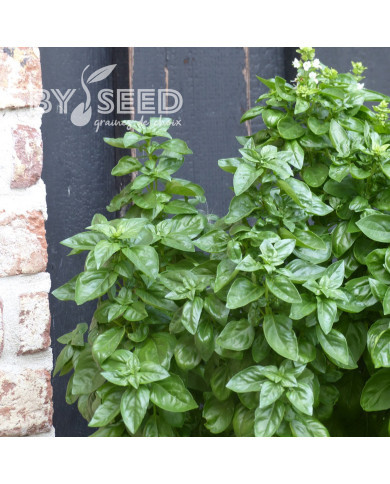 Basilic Everleaf® Emerald Tower