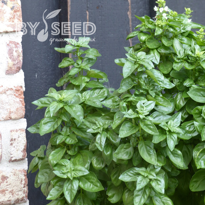 Basilic Everleaf® Emerald Tower