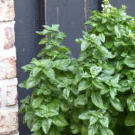 Basilic Everleaf® Emerald Tower