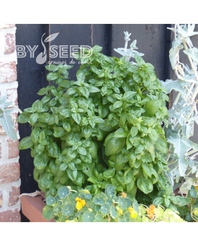 Basilic Everleaf® Emerald Tower