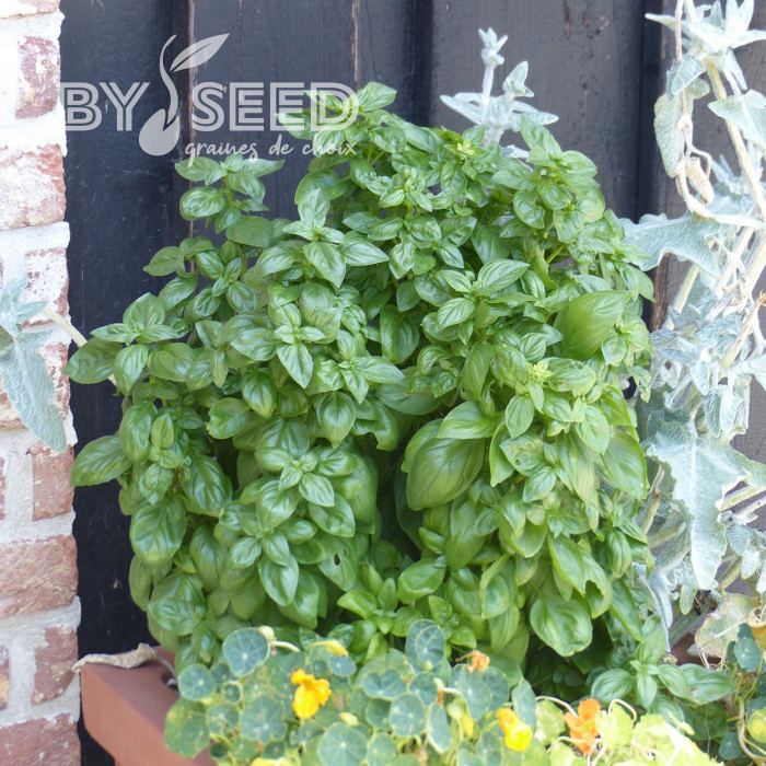 Basilic Everleaf® Emerald Tower