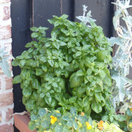 Basilic Everleaf® Emerald Tower