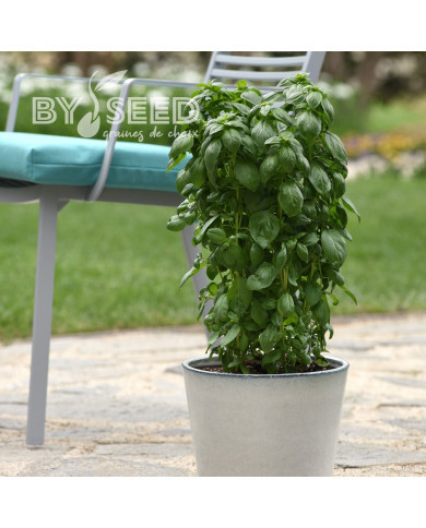 Basilic Everleaf® Emerald Tower