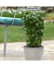 Basilic Purple Ruffles