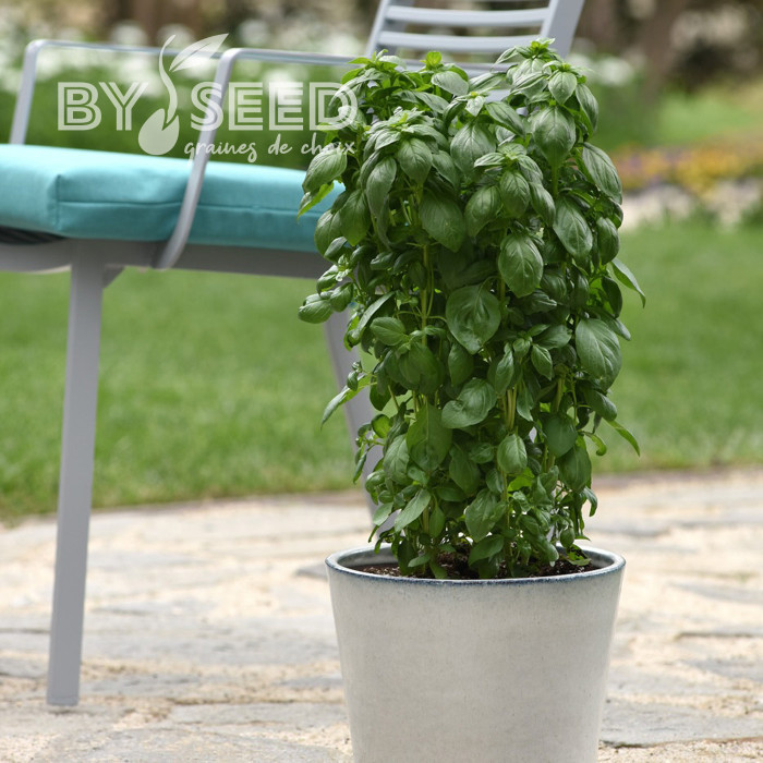 Basilic Everleaf® Emerald Tower