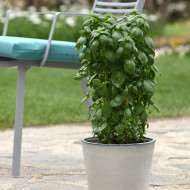 Basilic Everleaf® Emerald Tower