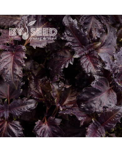 Basilic Purple Ruffles