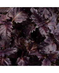 Basilic Everleaf® Emerald Tower