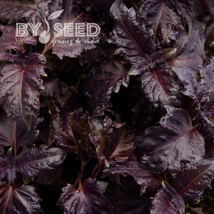 Basilic Purple Ruffles