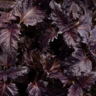 Basilic Purple Ruffles