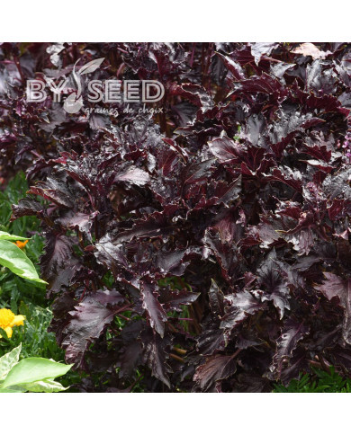 Basilic Purple Ruffles