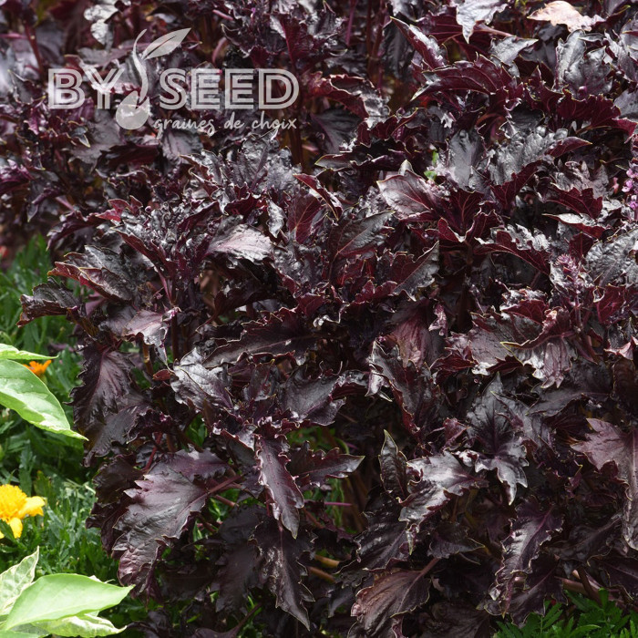 Basilic Purple Ruffles