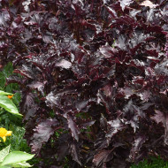 Basilic Purple Ruffles