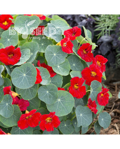 Capucine naine Baby Red