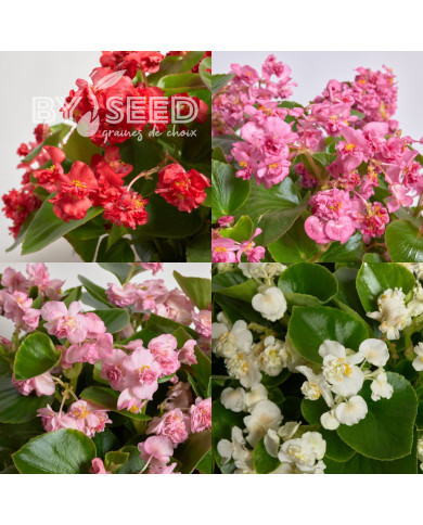 Bégonia semperflorens FlowerBall Mix (graines enrobées)