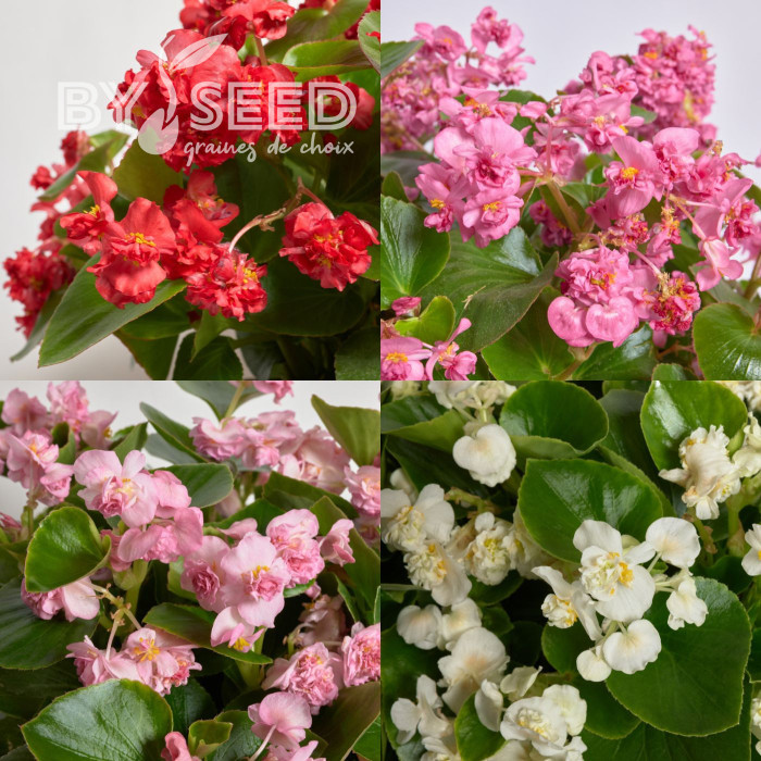 Bégonia semperflorens FlowerBall Mix (graines enrobées)