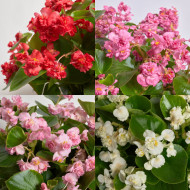 Bégonia semperflorens FlowerBall Mix (graines enrobées)