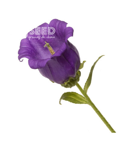 Campanule medium F1 Big Ben Deep Blue (graines enrobées)
