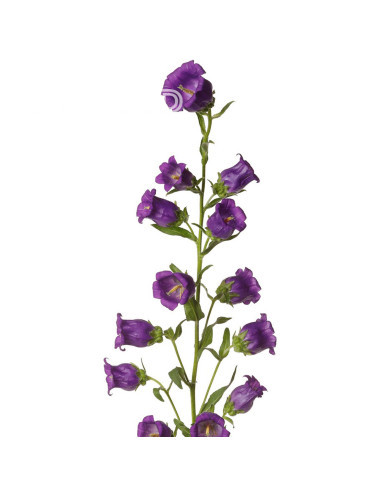 Campanule medium F1 Big Ben Deep Blue (graines enrobées)