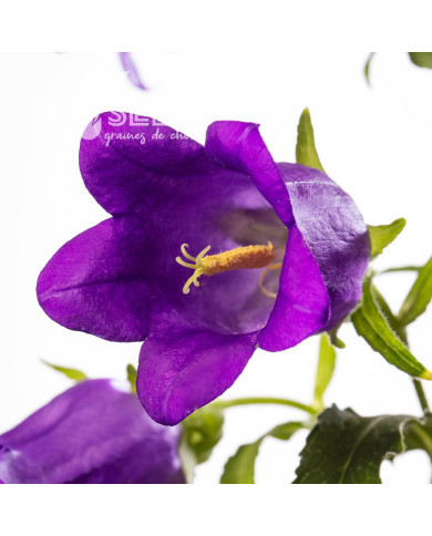 Campanule medium F1 Big Ben Deep Blue (graines enrobées)