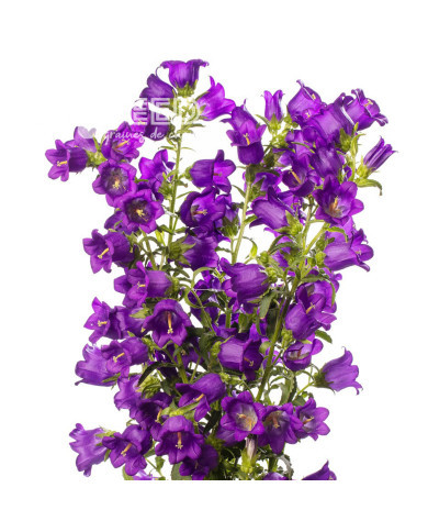 Campanule medium F1 Big Ben Deep Blue (graines enrobées)