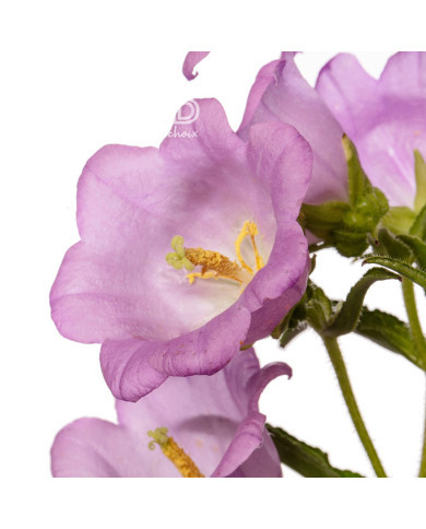 Campanule medium F1 Big Ben Lavender (graines enrobées)