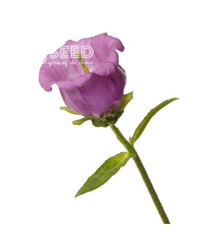 Campanule medium F1 Big Ben Lavender (graines enrobées)