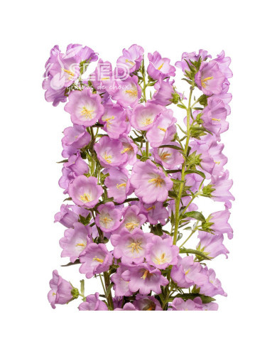 Campanule medium F1 Big Ben Lavender (graines enrobées)