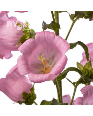 Campanule medium F1 Big Ben Pink (graines enrobées)