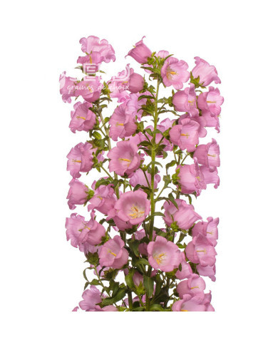 Campanule medium F1 Big Ben Pink (graines enrobées)