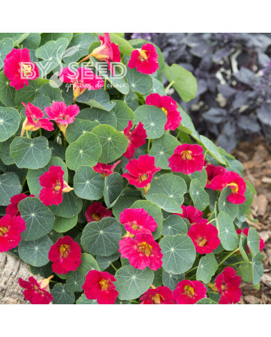 Capucine naine Baby Rose