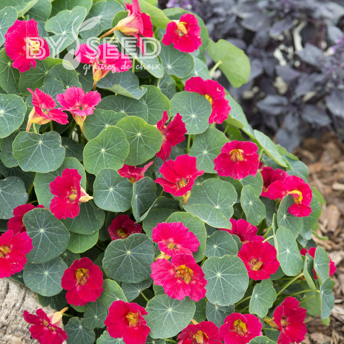 Capucine naine Baby Rose