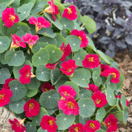 Capucine naine Baby Rose